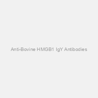 Anti-Bovine HMGB1 IgY Antibodies